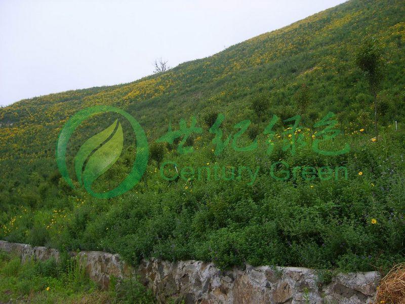 各類邊坡綠化施工圖片