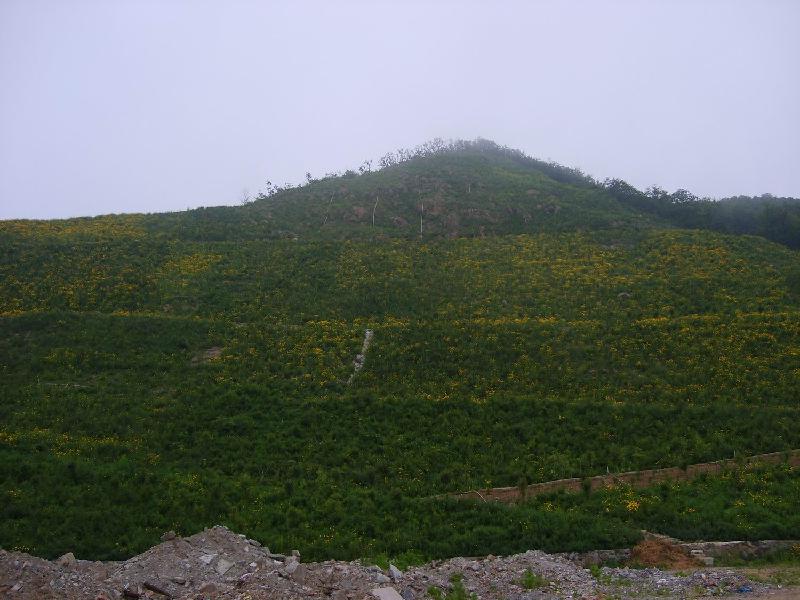 供應(yīng)高陡邊坡客土噴播綠化
