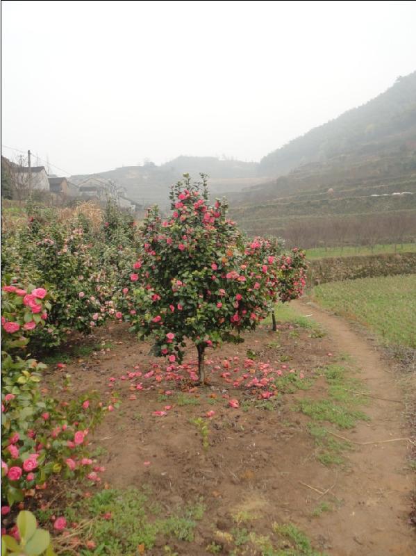 供應(yīng)茶花茶梅