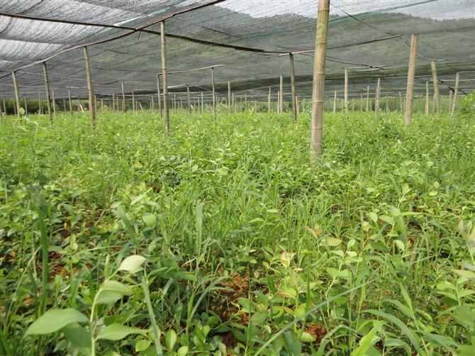 供應(yīng)藍(lán)莓小苗 2年籽播苗*處理