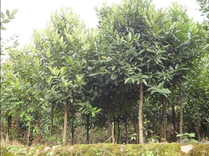 供應(yīng)浙江苦丁茶