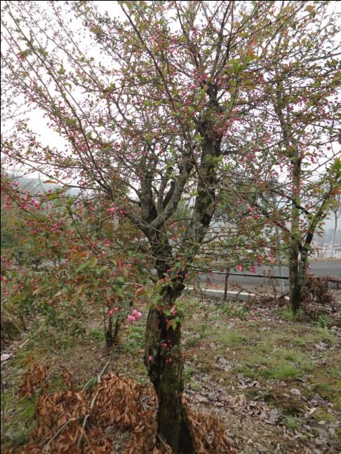 供應(yīng)*海棠  浙江大垂絲海棠 大垂絲海棠 浙江*海棠