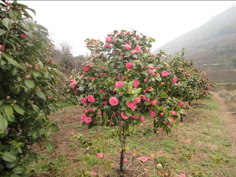 供应茶花茶梅