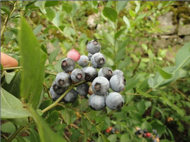 供應(yīng)藍(lán)莓小苗 2年籽播苗*處理