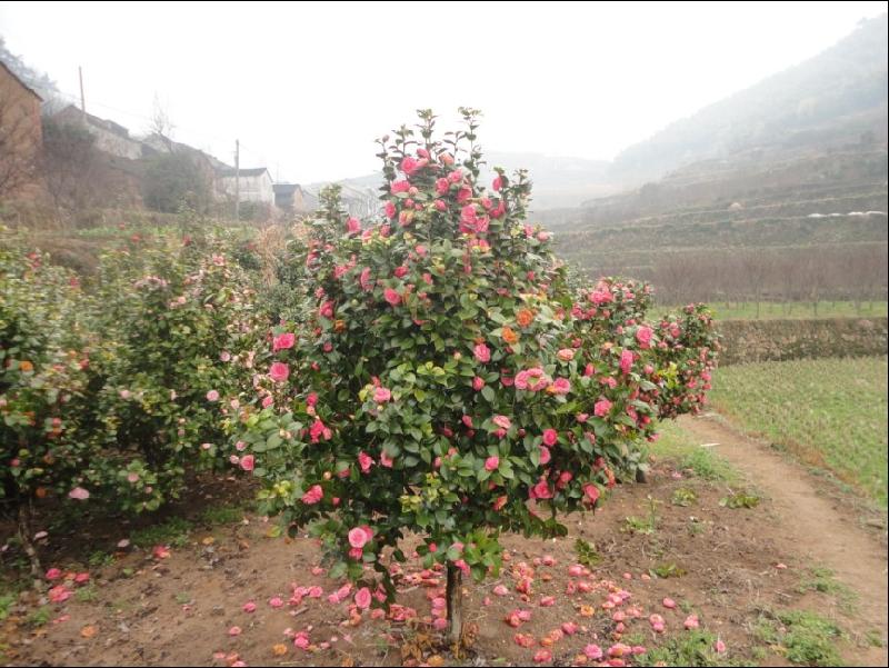 供應(yīng)茶花茶梅