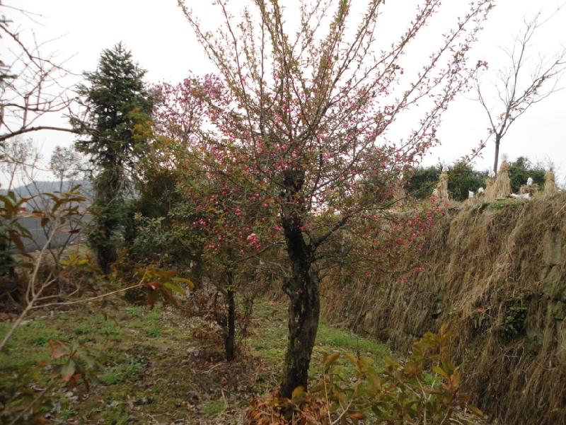 供應(yīng)*海棠  浙江大垂絲海棠 大垂絲海棠 浙江*海棠