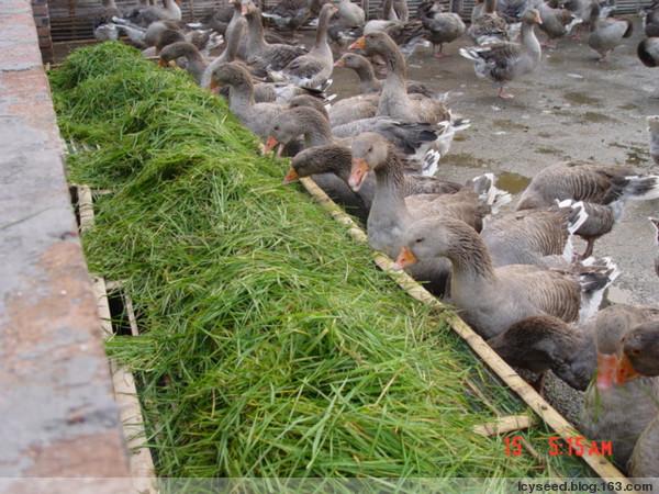 菏泽市山东种草养鹅厂家供应山东种草养鹅