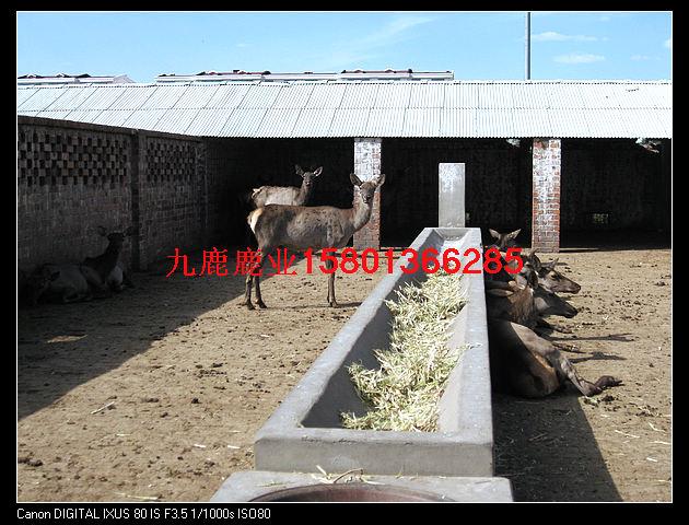 北京大型梅花鹿养殖基地供应北京大型梅花鹿养殖基地