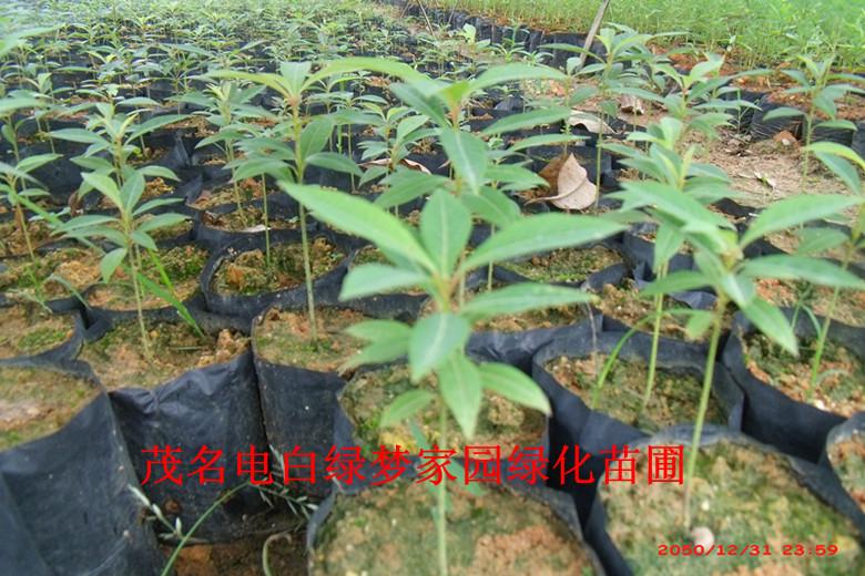 供應(yīng)金絲楠楨楠小苗