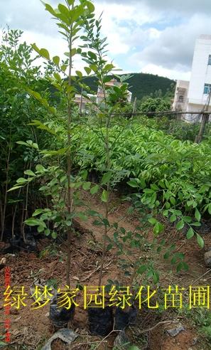 供應(yīng)九里香九秋香七里香千里香小苗