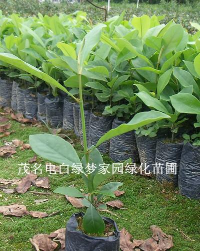 供應(yīng)火力楠小苗醉香含笑小苗