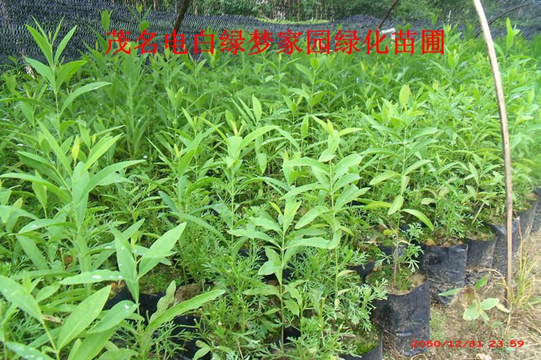 供應(yīng)檀香小苗，印度檀香苗