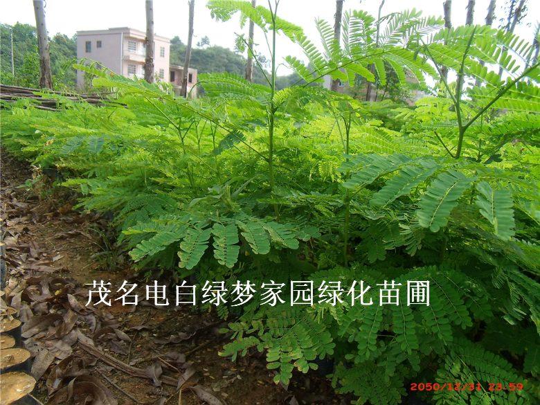 鳳凰木小苗圖片