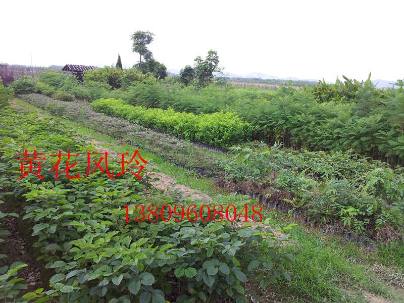 供應(yīng)四川番石榴苗