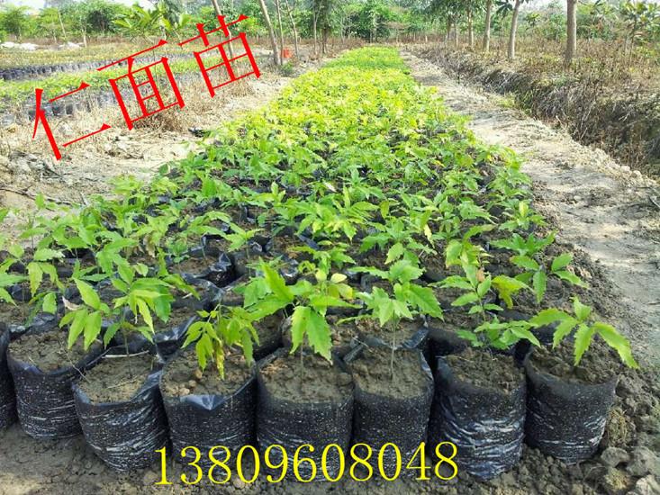 供應(yīng)四川番石榴苗