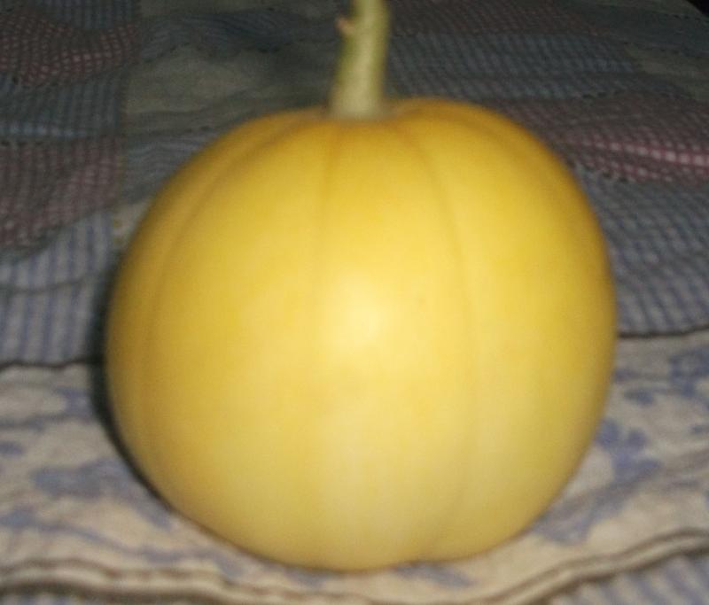 供應(yīng)梨樹綠色蔬菜供應(yīng)