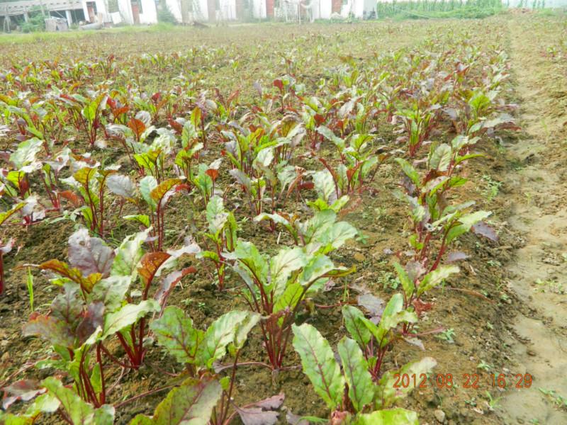 吉林红菜头种植基地图片