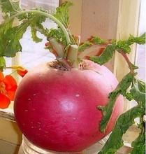 供應(yīng)大紅蘿卜直銷