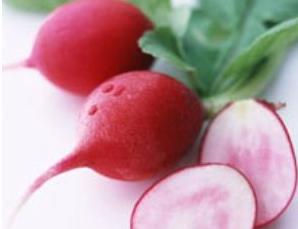 供應(yīng)東北蘿卜價格