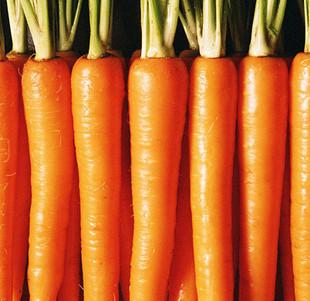 供應(yīng)胡蘿卜