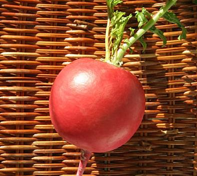 供應(yīng)大紅蘿卜的好處