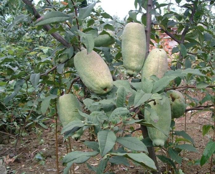 供應(yīng)木瓜苗湖北木瓜苗/河南木瓜苗