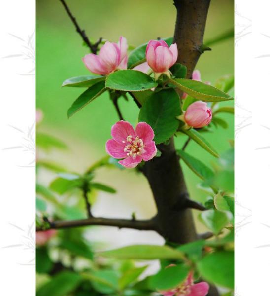 安徽木瓜苗圖片