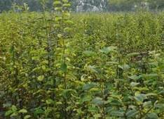 木瓜苗湖北木瓜苗圖片