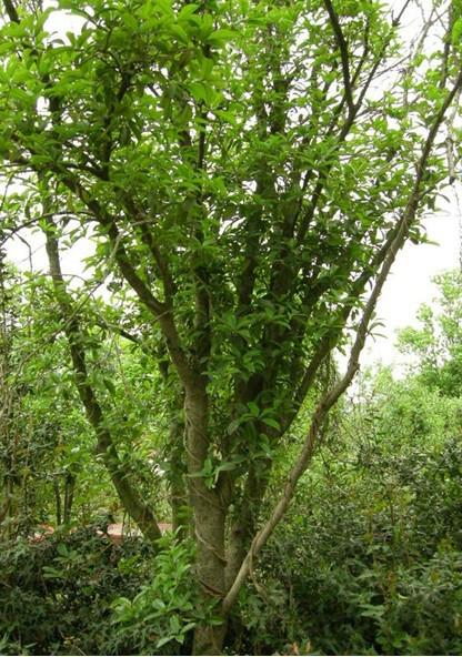 木瓜樹苗木瓜種子木瓜苗圖片