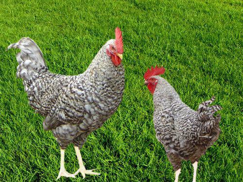 供應蘆花雞批發(fā)，蘆花雞銷售，蘆花雞供應