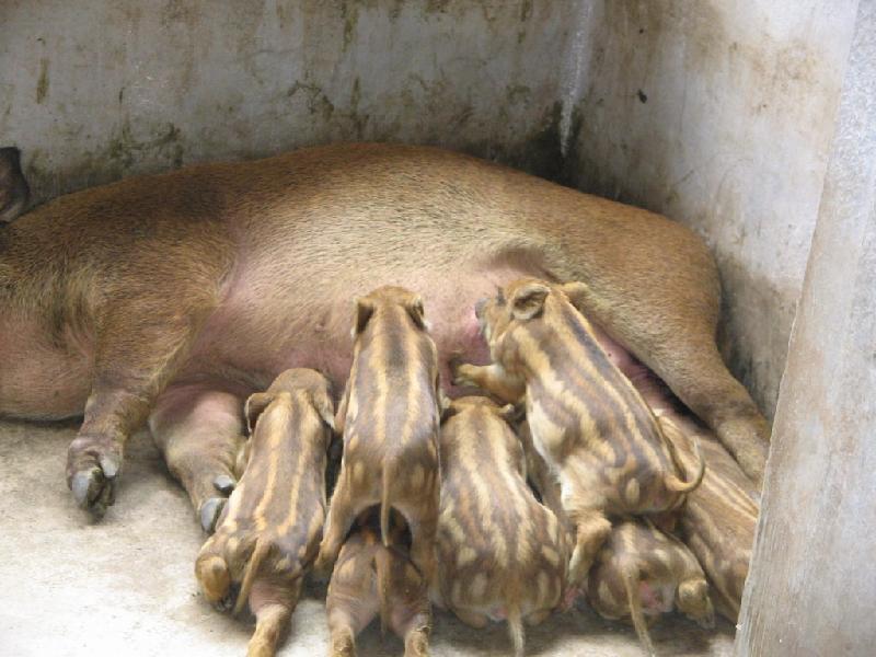 供應(yīng)江蘇*苗批發(fā)，江蘇*苗多少錢