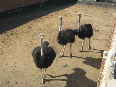 供應(yīng)江蘇鴕鳥(niǎo)苗，徐州鴕鳥(niǎo)苗供應(yīng)商