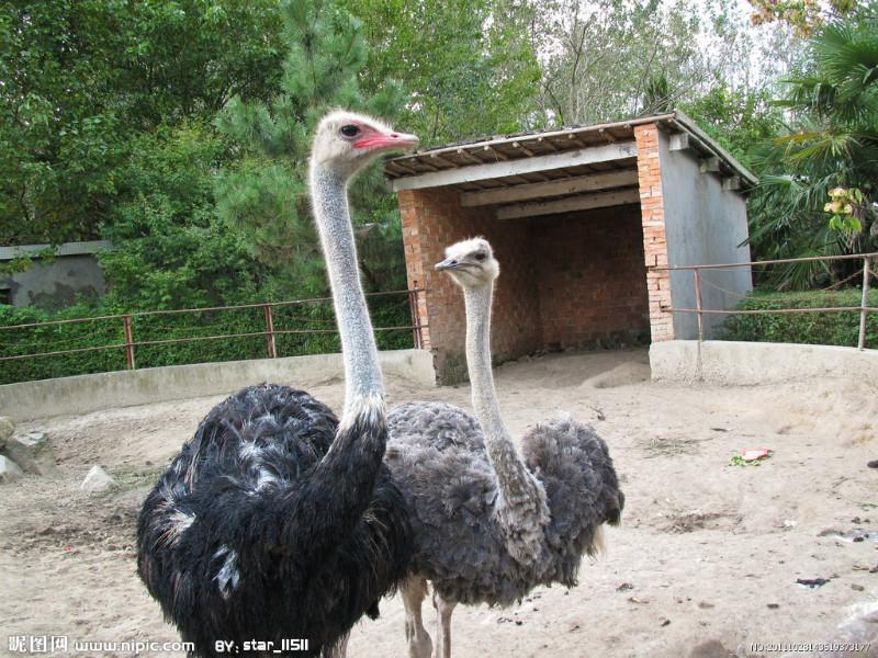 供應(yīng)江蘇鴕鳥(niǎo)苗，徐州鴕鳥(niǎo)苗供應(yīng)商