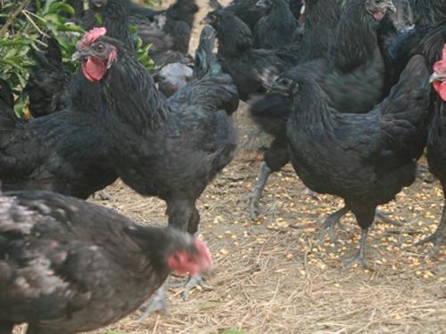 供應(yīng)綠殼蛋雞，徐州綠殼蛋雞，綠殼蛋雞供應(yīng)