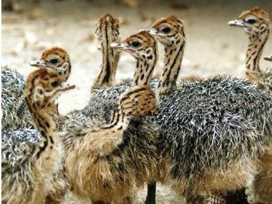 供應(yīng)江蘇鴕鳥(niǎo)苗，徐州鴕鳥(niǎo)苗供應(yīng)商