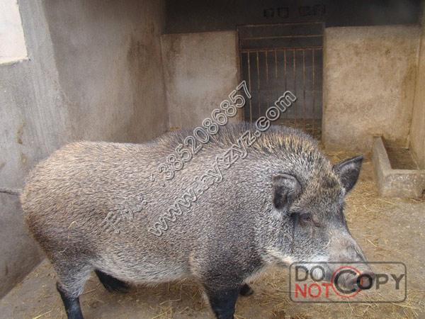 供應(yīng)特種*苗批發(fā)