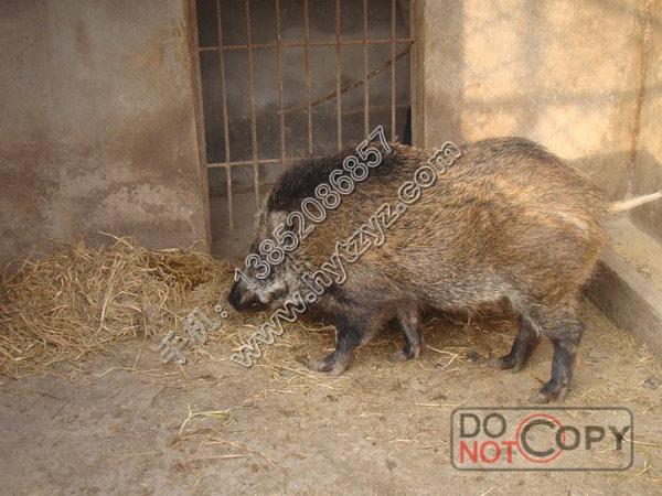 供應(yīng)江蘇*苗批發(fā)，江蘇*苗多少錢