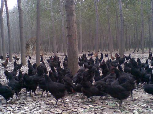 供應(yīng)綠殼蛋雞，徐州綠殼蛋雞，綠殼蛋雞供應(yīng)