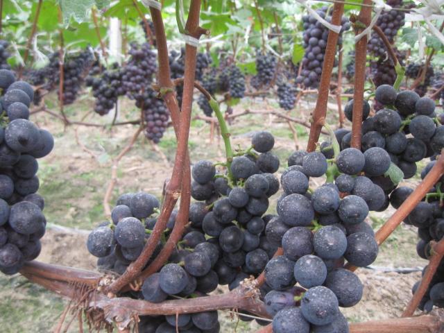 供應(yīng)葡萄采摘園，徐州葡萄采摘園