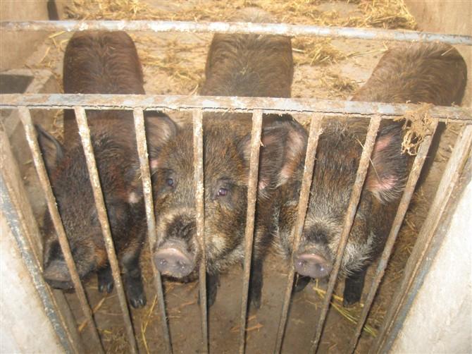 供應(yīng)江蘇*苗價(jià)格，江蘇*苗多少錢(qián)