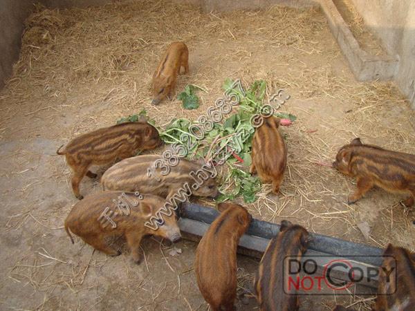 供應(yīng)江蘇*苗批發(fā)，江蘇*苗多少錢