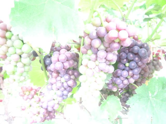 供應(yīng)葡萄采摘園，徐州葡萄采摘園