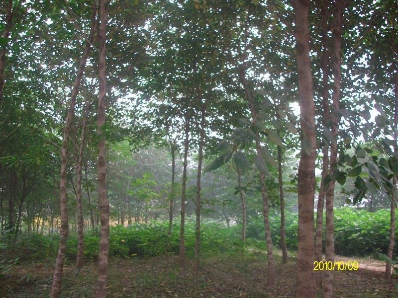 供應(yīng)河北構(gòu)樹價格  批發(fā)構(gòu)樹 供應(yīng)構(gòu)樹