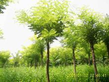 供應保定市速生柳供貨商/速生柳廠家供貨/速生柳批發(fā)商*報價