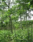 供應保定市速生柳供貨商/速生柳廠家供貨/速生柳批發(fā)商*報價