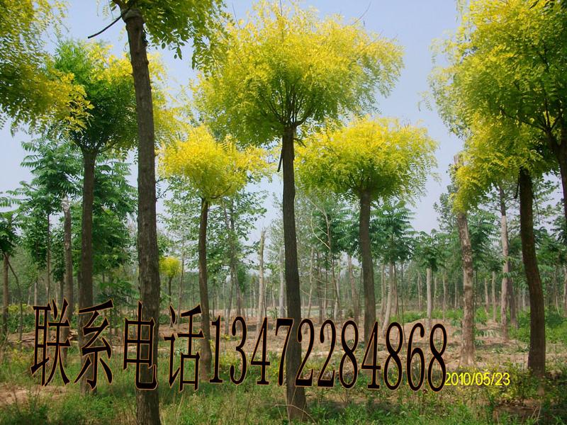 供應苗圃基地矮接金葉榆