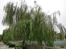 供應(yīng)河北博野垂柳供應(yīng)商報(bào)價(jià) 垂柳價(jià)格 垂柳報(bào)價(jià)