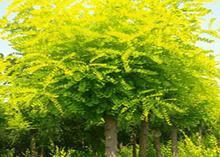 河北金葉榆價(jià)格金葉榆報(bào)價(jià)圖片