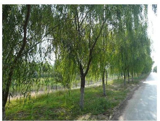 供應(yīng)保定速生柳批發(fā)-綠化苗木