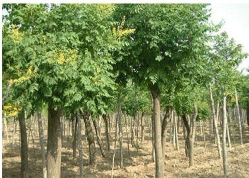 供應(yīng)河北保定火炬樹供貨商/火炬樹批發(fā)/火炬樹*報價